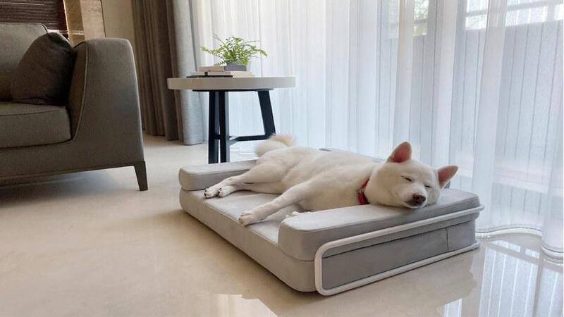 Đặc điểm nổi bật của các chung cư cho nuôi thú cưng hiện nay
